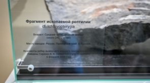 Семья из Владивостока нашла останки ихтиозавра 
