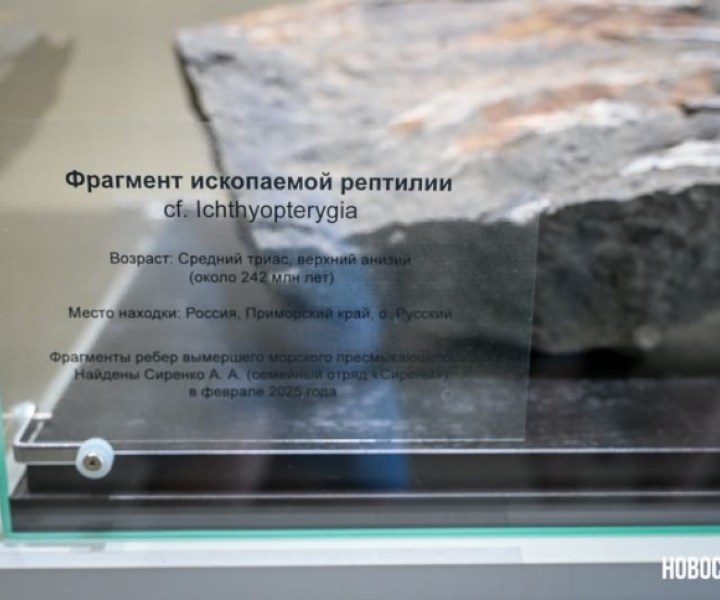 Семья из Владивостока нашла останки ихтиозавра 