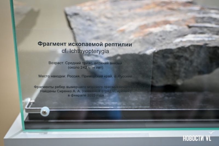 Семья из Владивостока нашла останки ихтиозавра 