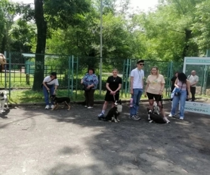 В Приморье начнут проверять регистрацию у собак