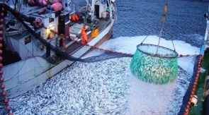 Россияне едят мало рыбы