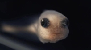 Уникальных глубоководных рыб впервые вырастили из икры