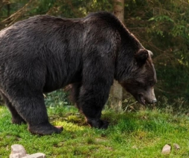Власти Камчатки заявили, что ситуация с медведями под контролем