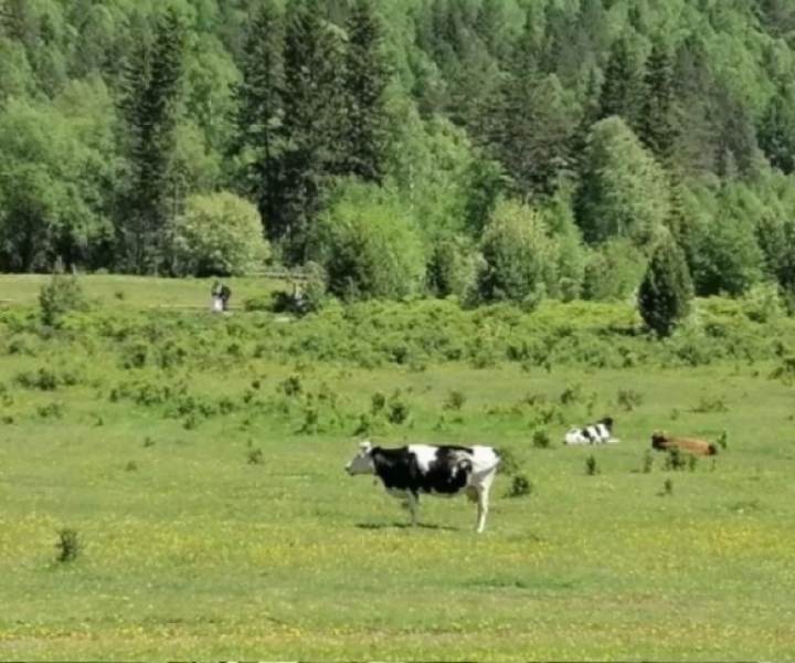В Приморье из-за пастереллеза изъяли животных В Приморье из-за пастереллеза изъяли животных