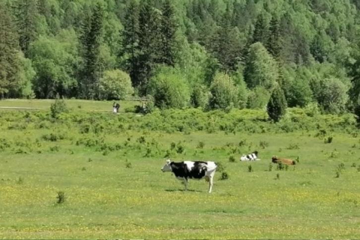 В Приморье из-за пастереллеза изъяли животных